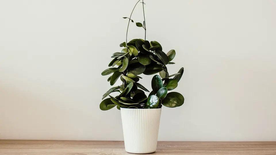 Could Tap Water Be Harming Your Indoor Plants?