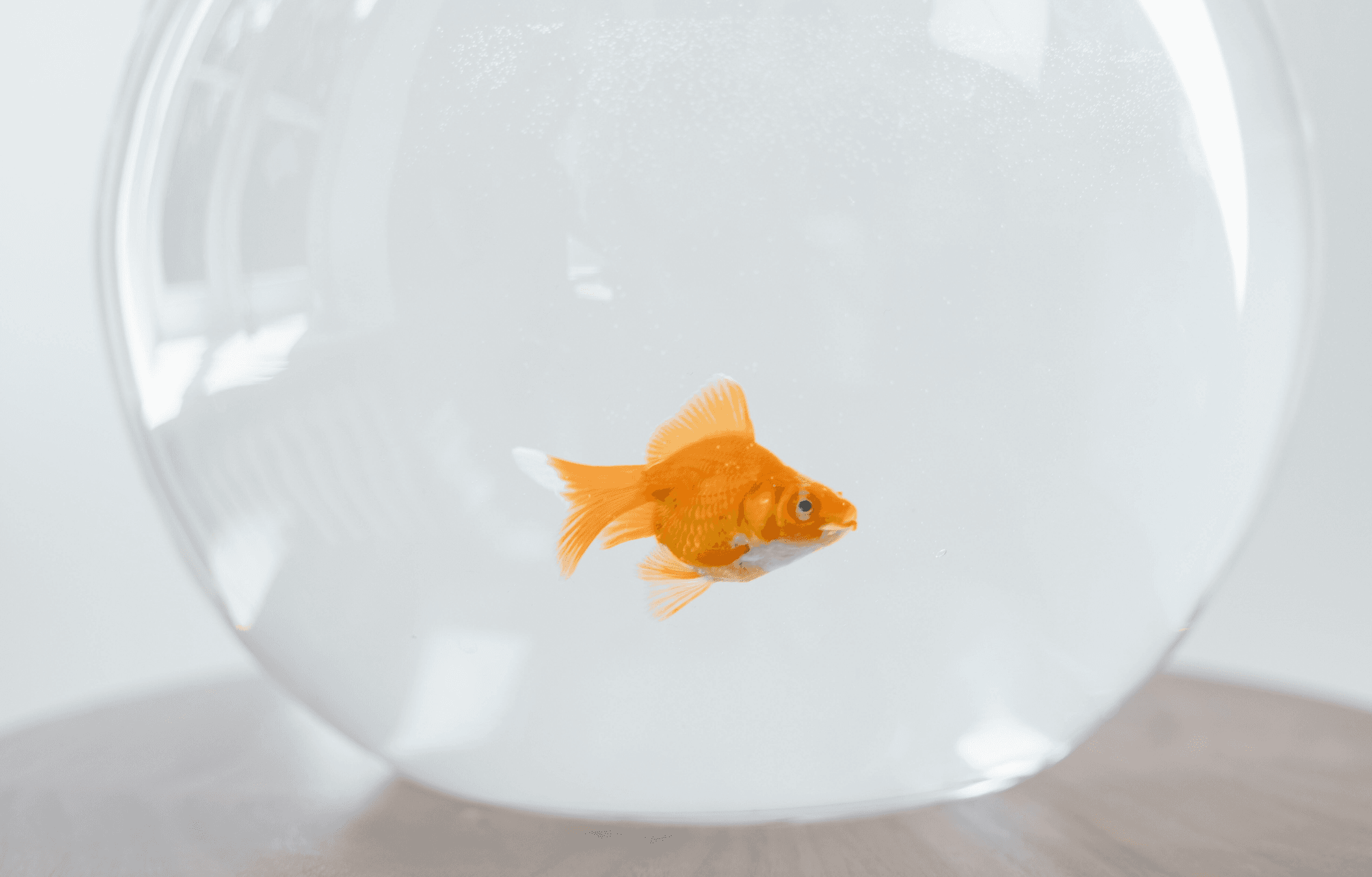 Why Does Tap Water Kill Goldfish?