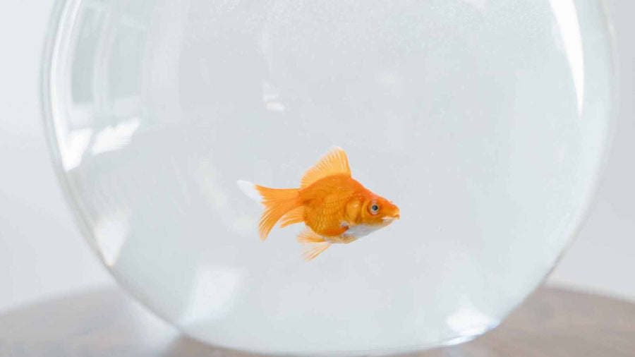 Why Does Tap Water Kill Goldfish?